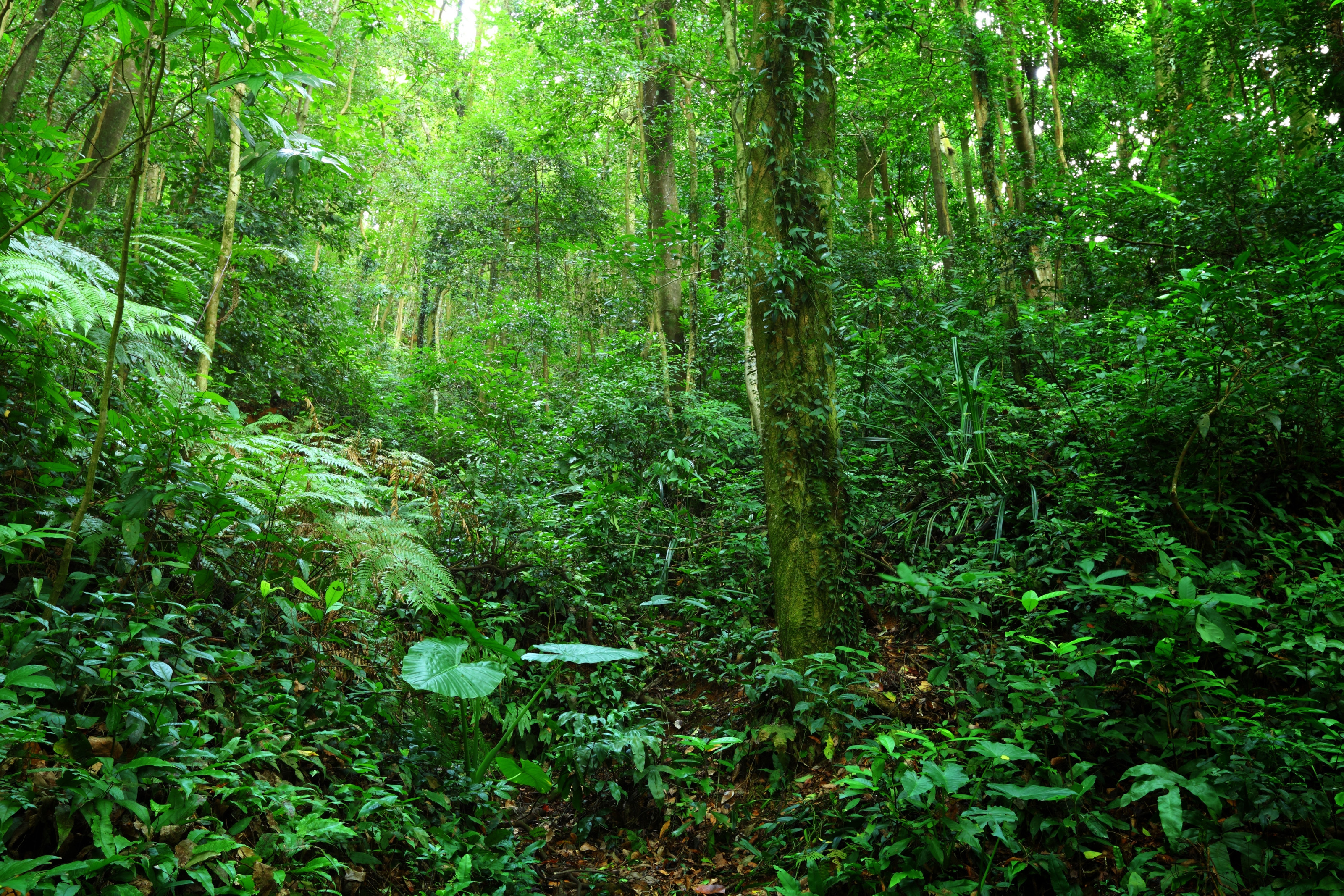 7028 Supernatural beautyjungle wallpaper wallpapers
