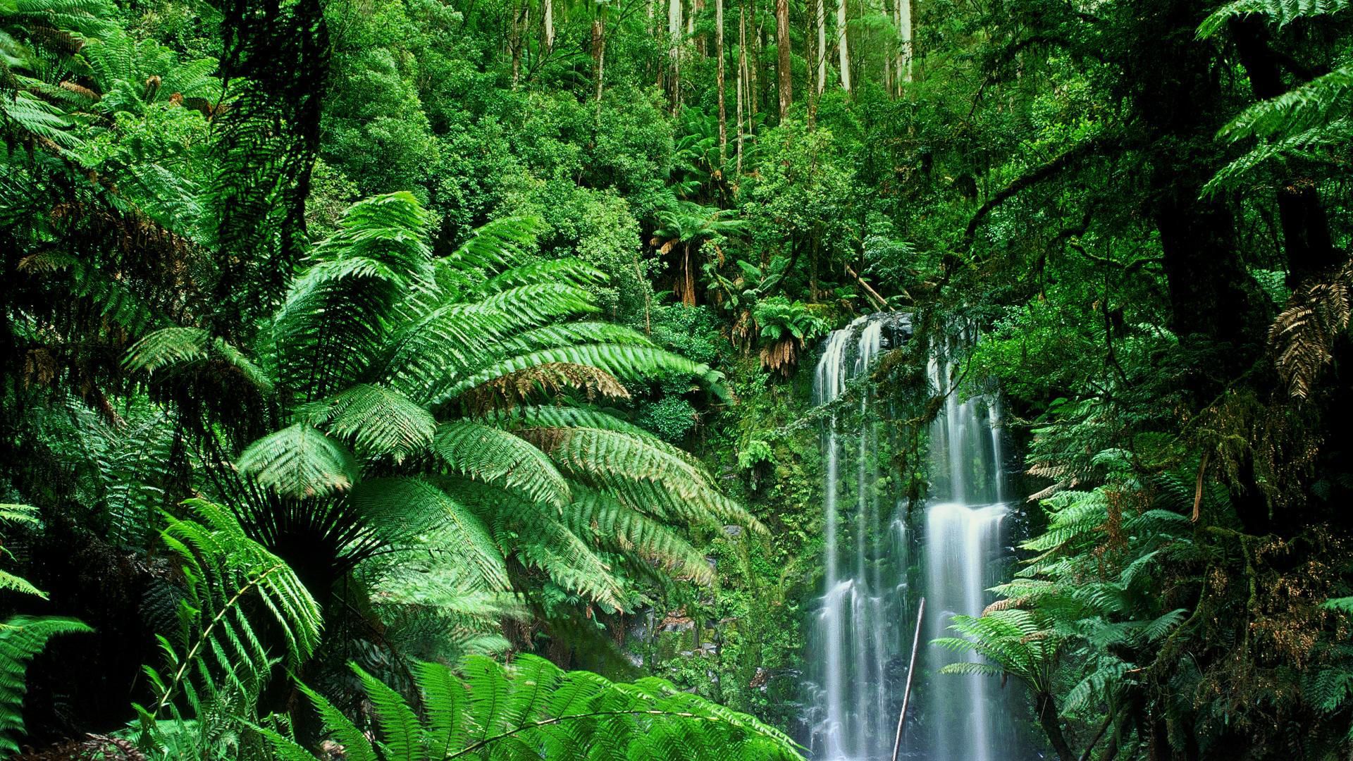 7630 Deep ecstasy jungle wallpaper wallpapers