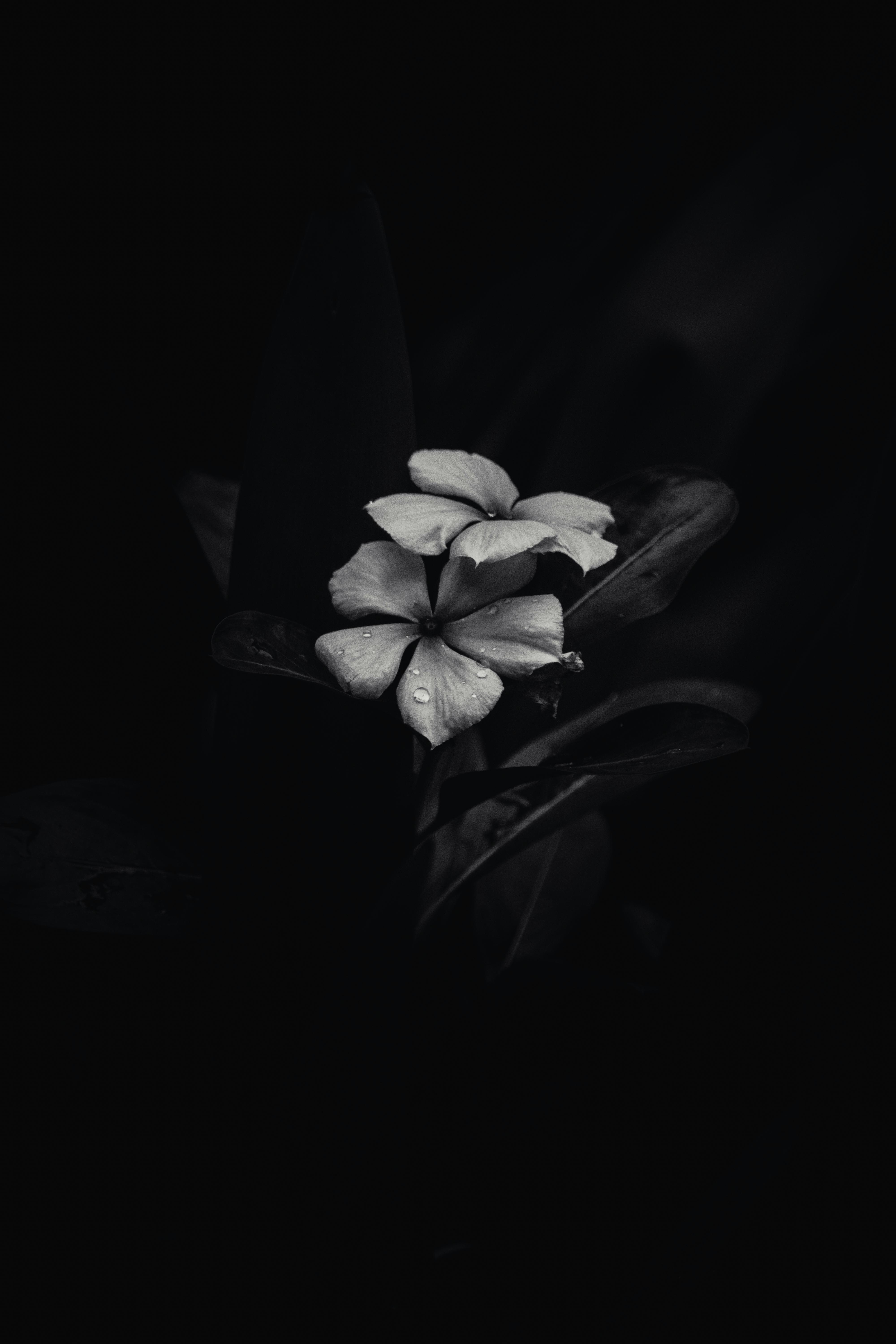 Majestic & calm 9002 black and white wallpaper wallpapers with 0 downloads and 0 views