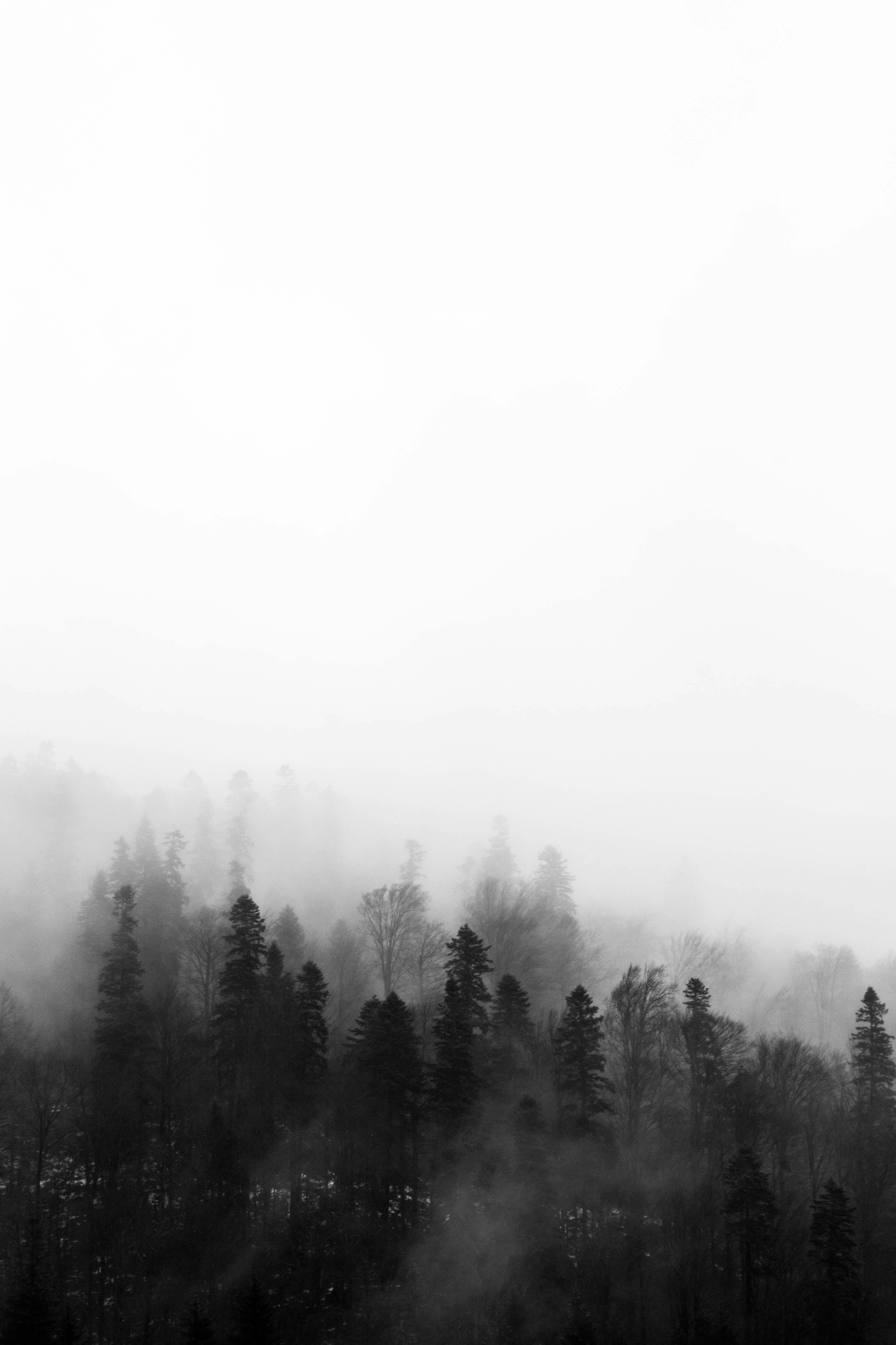 Ecstasize celestial beauty of black and white wallpaper wallpapers 9030