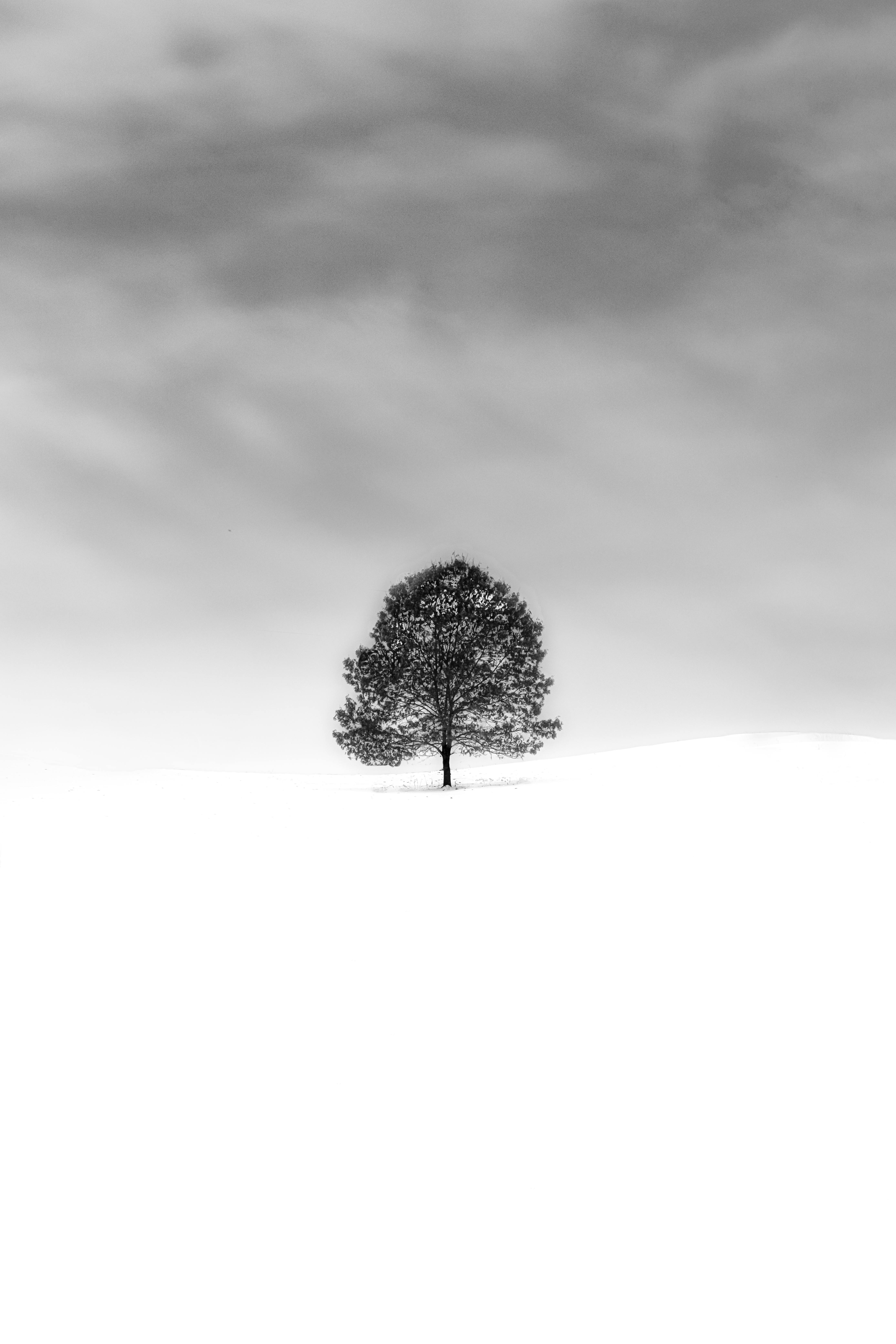 A glimpse of joy in 9282 black and white wallpaper wallpapers downloaded 0 times