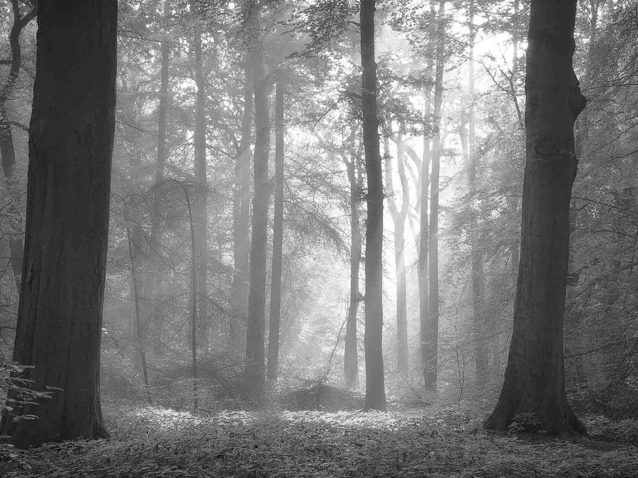 Elemental bliss 9310 black and white wallpaper wallpapers with 0 downloads and 0 views
