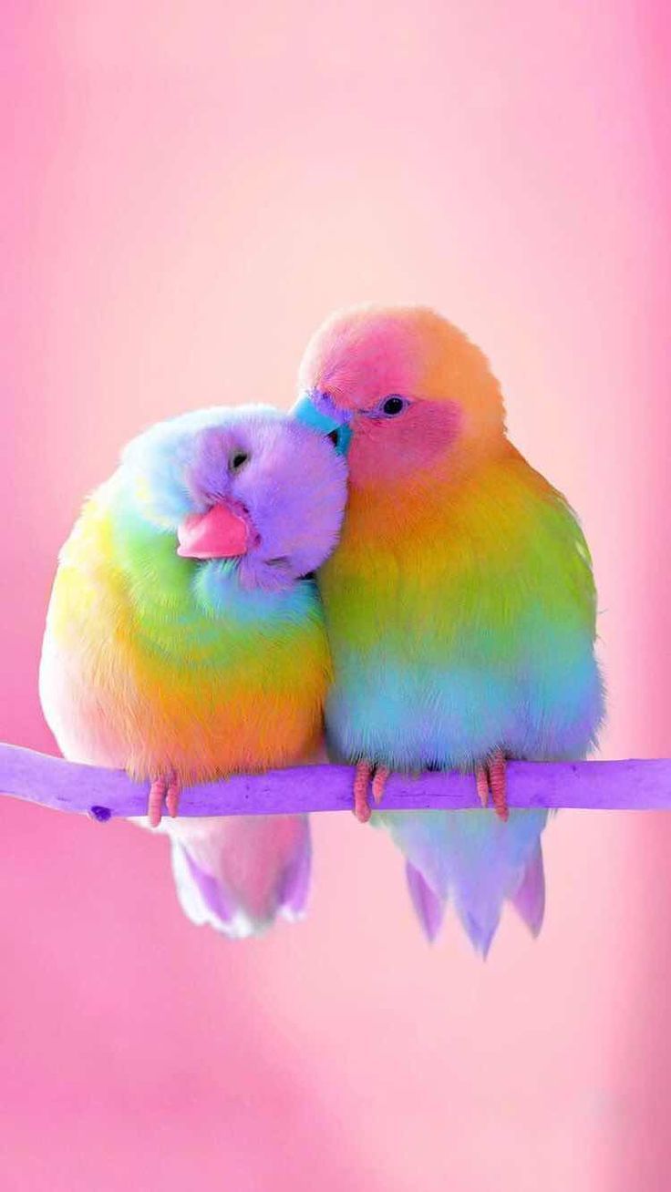 Color and fury bird wallpaper wallpapers 10458 with 0 downloads and 0 views