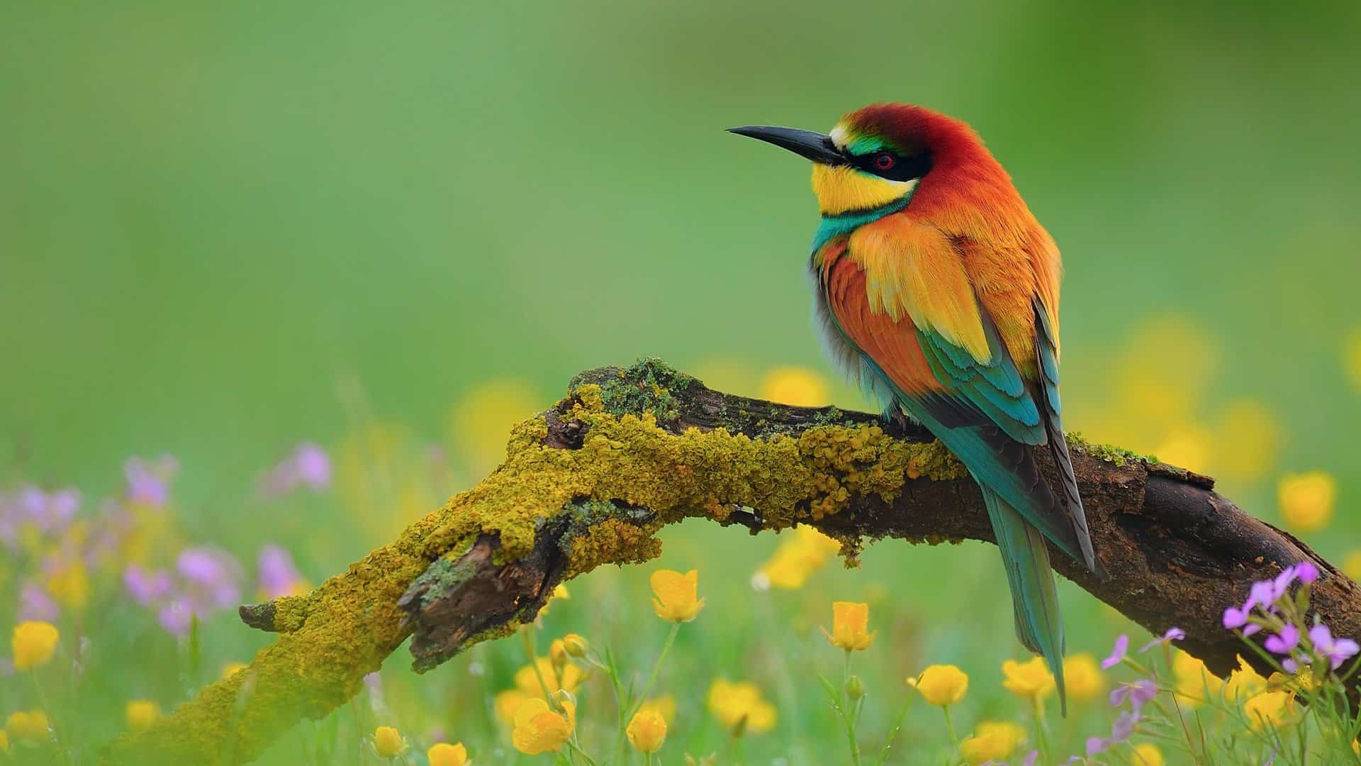 Queer but funny bird wallpaper wallpapers 10500