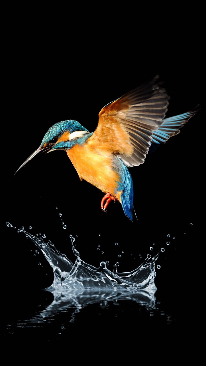 Fascinating 10640 bird wallpaper wallpapers with 0 downloads and 0 views