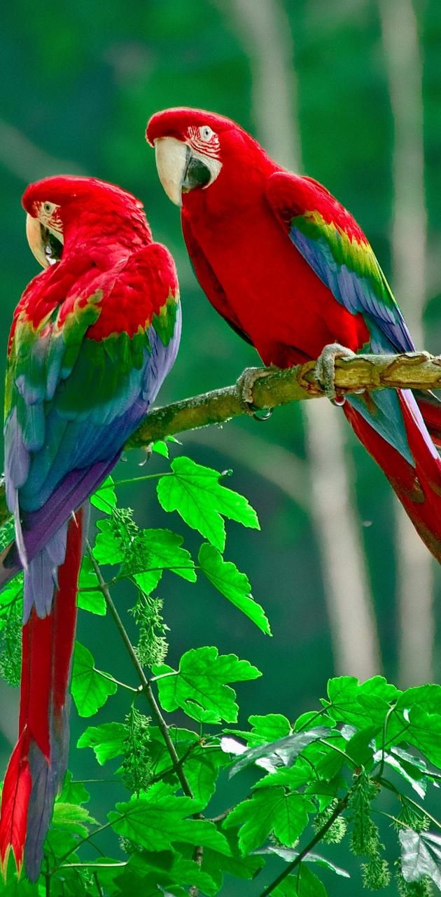 Take a gulp of joy in 10696 bird wallpaper wallpapers with 0 downloads and 0 views
