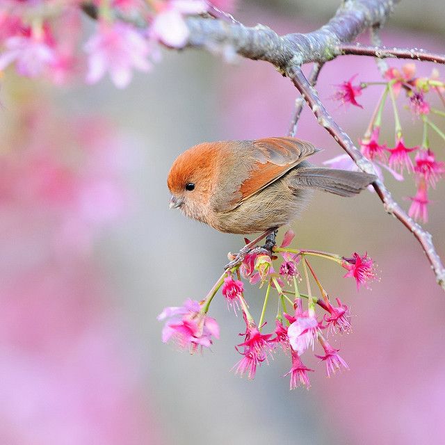 10724 Splendid bird wallpaper wallpapers