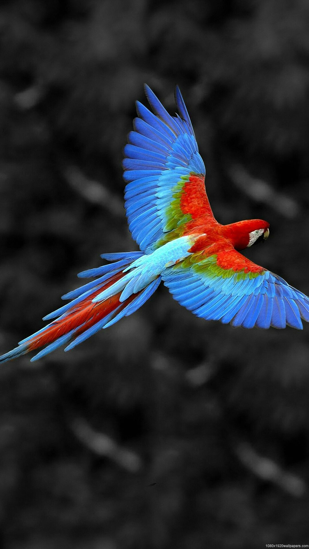 Mysterious 10752 beauty bird wallpaper wallpapers with 0 downloads and 0 views
