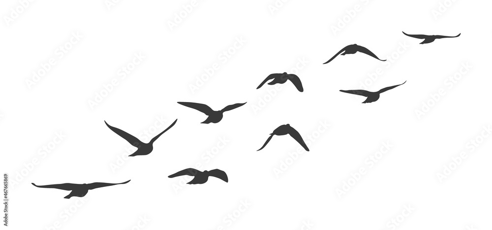 birds clipart