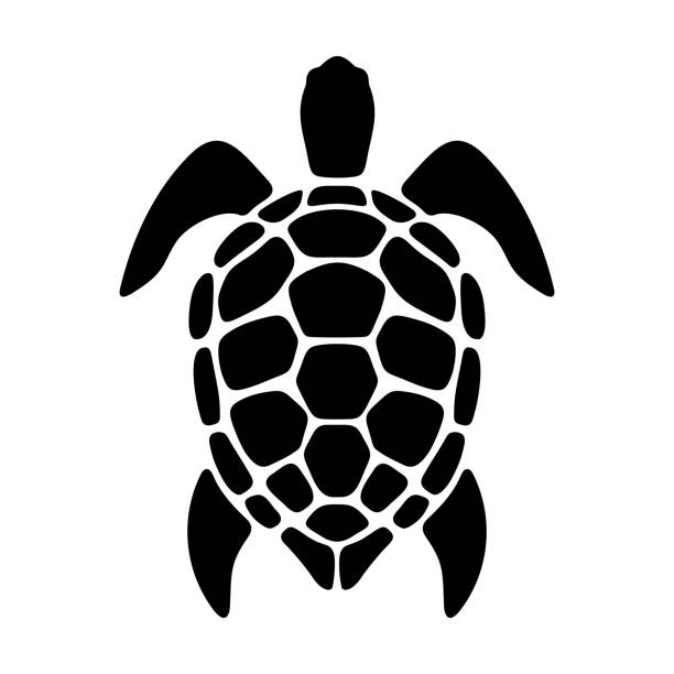 turtle clipart