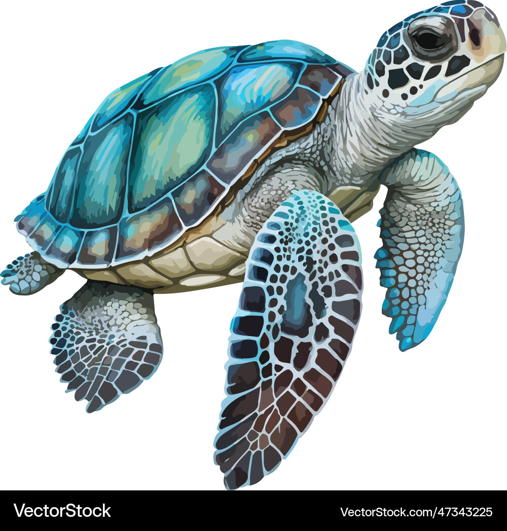 turtle clipart