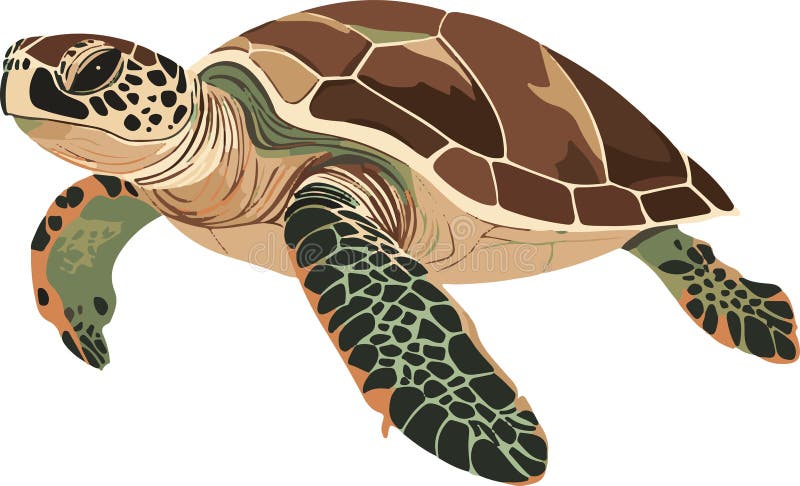 turtle clipart