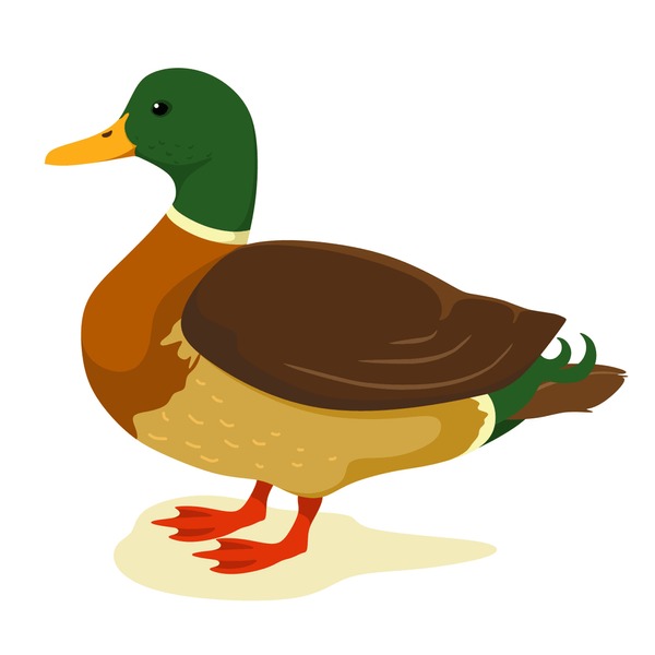 duck clipart