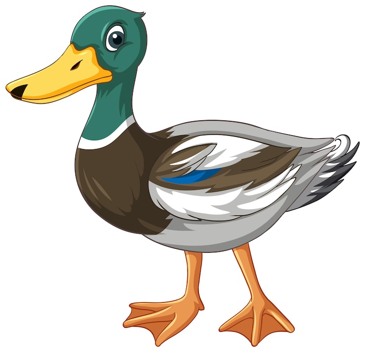 duck clipart