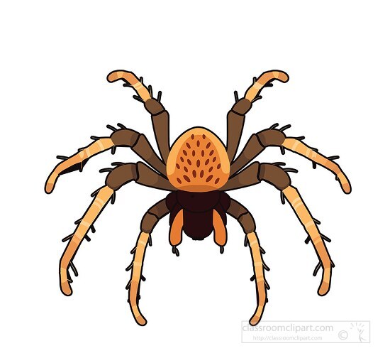 spider clipart