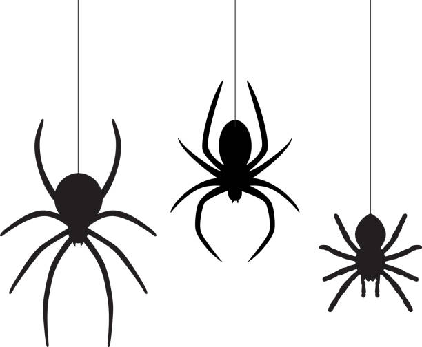spider clipart